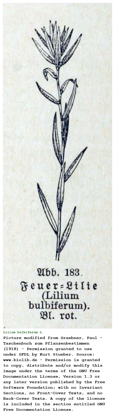 Lilium bulbiferum L.